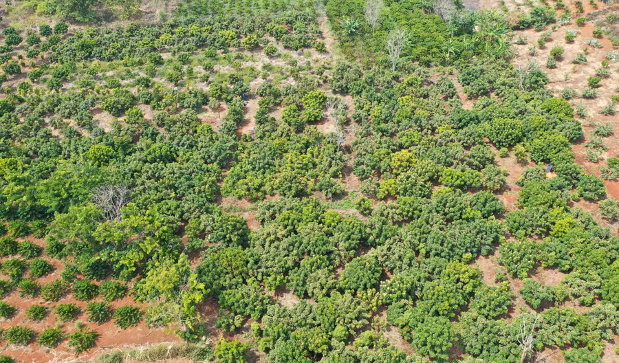 Đến nay, người dân trên địa bàn xã Ia Blang đã chuyển đổi sang trồng hơn 500 ha cây ăn quả. Ảnh: Quang Tấn