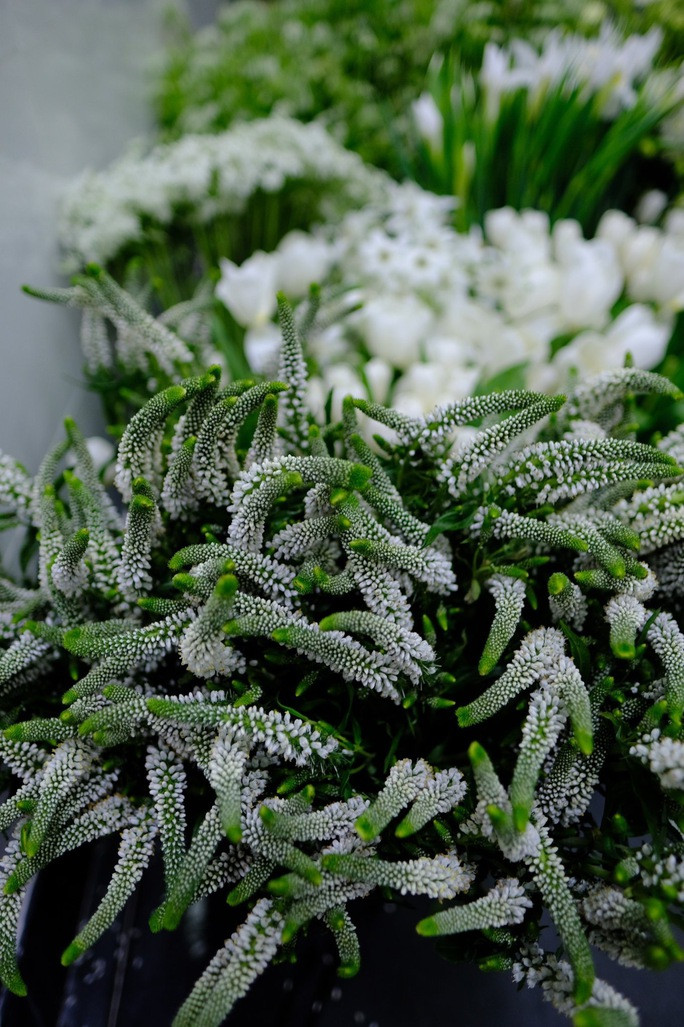 Trong số rất nhiều loài hoa có một loại hoa đặc biệt được chính Ngô Thanh Vân yêu cầu là loài hoa Veronica, cũng là tên tiếng Anh của cô (Veronica Ngô) để trang trí