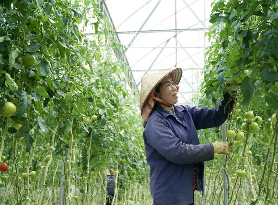  Ở nông trại CNC, người nông dân không còn phải chân lấm tay bùn, một nắng hai sương.