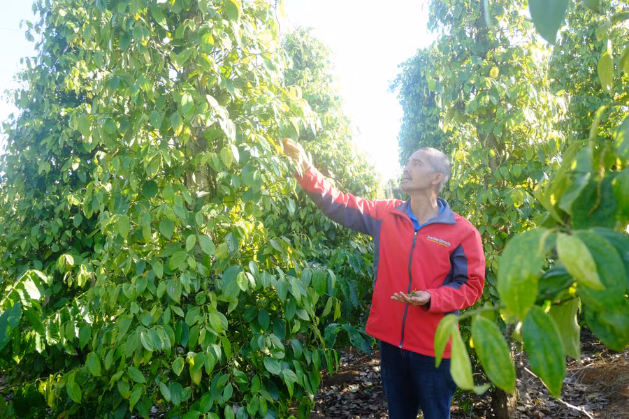 Nông dân xã Nam Yang, huyện Đắk Đoa, Gia Lai chăm sóc tiêu theo hướng hữu cơ. Ảnh: K.N