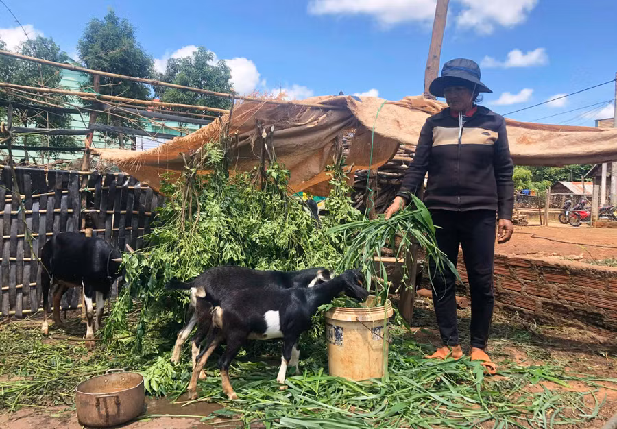 Nhiều hộ dân ở thị trấn Kon Dỡng (Mang Yang) đã thay đổi nếp nghĩ, cách làm trong chăn nuôi để nâng cao đời sống. Ảnh: Anh Huy