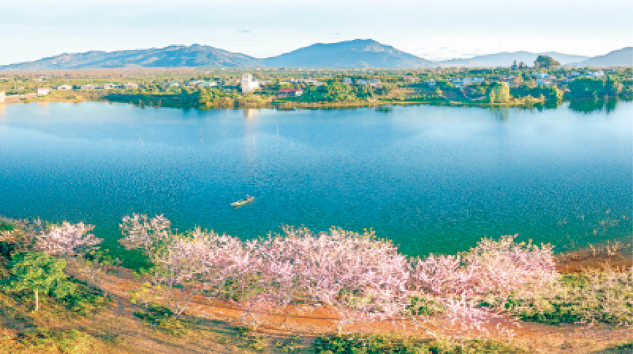  Hoa đỗ mai ở Biển Hồ (TP. Pleiku). Ảnh: Phạm Quý