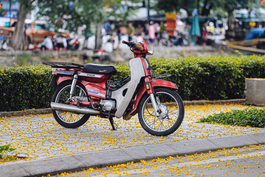 Sau những cơn gió nhẹ, từng cánh hoa điệp vàng rơi rụng xuống đường tạo nên một khung cảnh nên thơ, lãng mạn