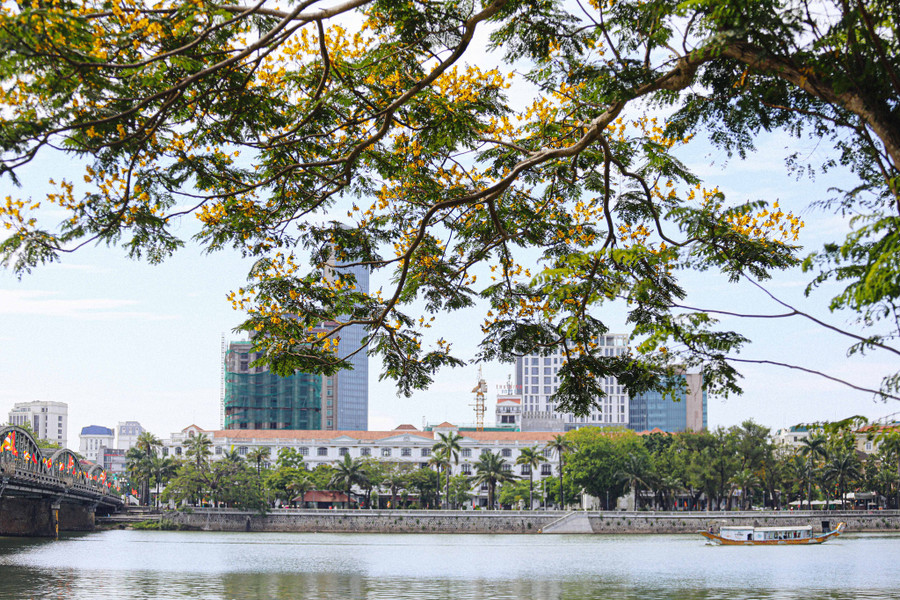 Những ngày này lang thang trên các tuyến đường TP.Huế, người dân và du khách như đắm chìm với sắc vàng rực rỡ của hoa điệp vàng. Ảnh: Lê Hoài Nhân Những ngày này lang thang trên các tuyến đường TP.Huế, người dân và du khách như đắm chìm với sắc vàng rực rỡ của hoa điệp vàng. Ảnh: Lê Hoài Nhân
