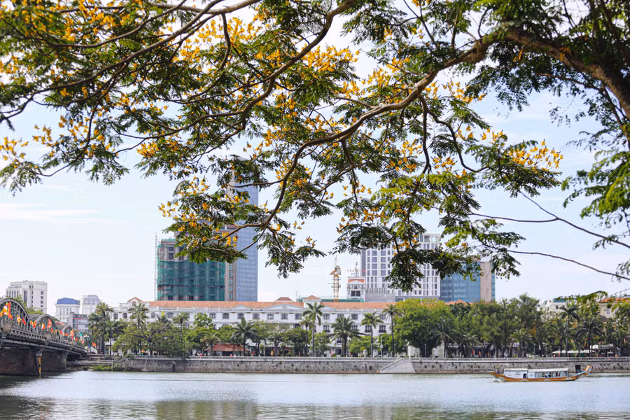 Những ngày này lang thang trên các tuyến đường TP.Huế, người dân và du khách như đắm chìm với sắc vàng rực rỡ của hoa điệp vàng. Ảnh: Lê Hoài Nhân
