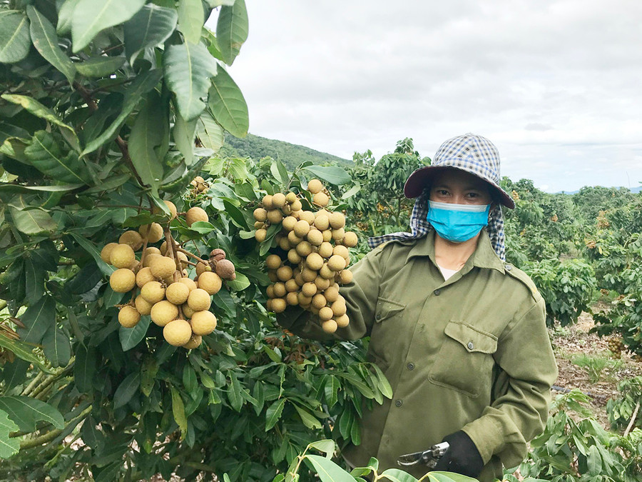 Nhiều hộ dân ở xã Phú An (huyện Đak Pơ) áp dụng kỹ thuật để nhãn ra quả trái vụ, cho thu nhập cao. Ảnh: Nguyễn Diệp  Nhiều hộ dân ở xã Phú An (huyện Đak Pơ) áp dụng kỹ thuật để nhãn ra quả trái vụ, cho thu nhập cao. Ảnh: Nguyễn Diệp