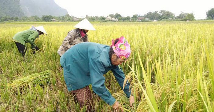 Ảnh minh họa Ảnh minh họa
