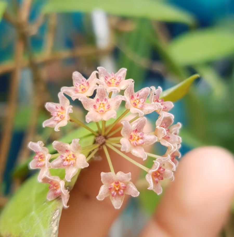 Anh Đức đang sở hữu hàng trăm dòng cẩm cù. Ảnh: Tấn Đạt
