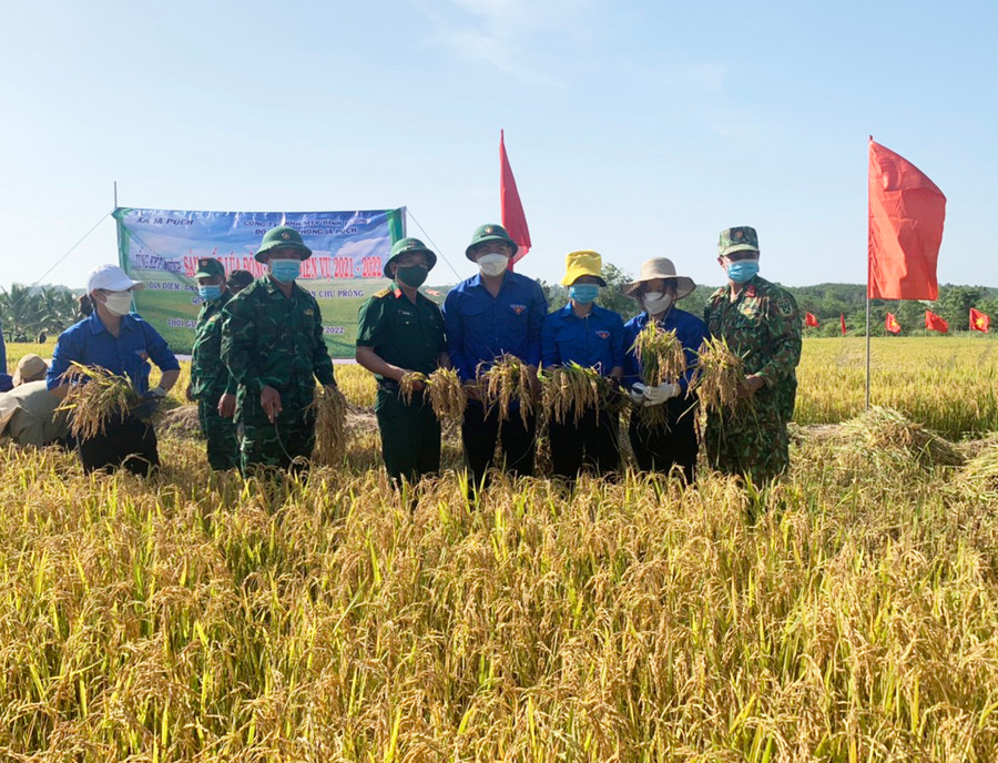 Cấp ủy, chính quyền địa phương và các đơn vị đứng chân trên địa bàn xã Ia Púch (huyện Chư Prông) hỗ trợ người dân thu hoạch lúa. Ảnh: Lê Nam Cấp ủy, chính quyền địa phương và các đơn vị đứng chân trên địa bàn xã Ia Púch (huyện Chư Prông) hỗ trợ người dân thu hoạch lúa. Ảnh: L.N