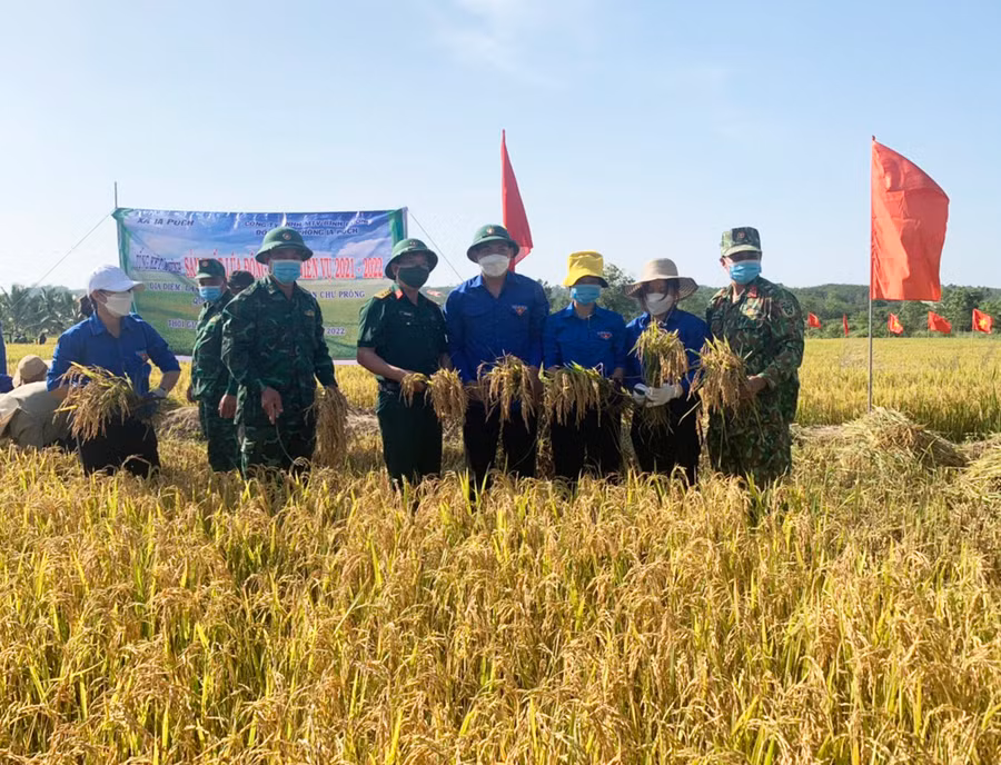  Cấp ủy, chính quyền địa phương và các đơn vị đứng chân trên địa bàn xã Ia Púch (huyện Chư Prông) hỗ trợ người dân thu hoạch lúa. Ảnh: L.N