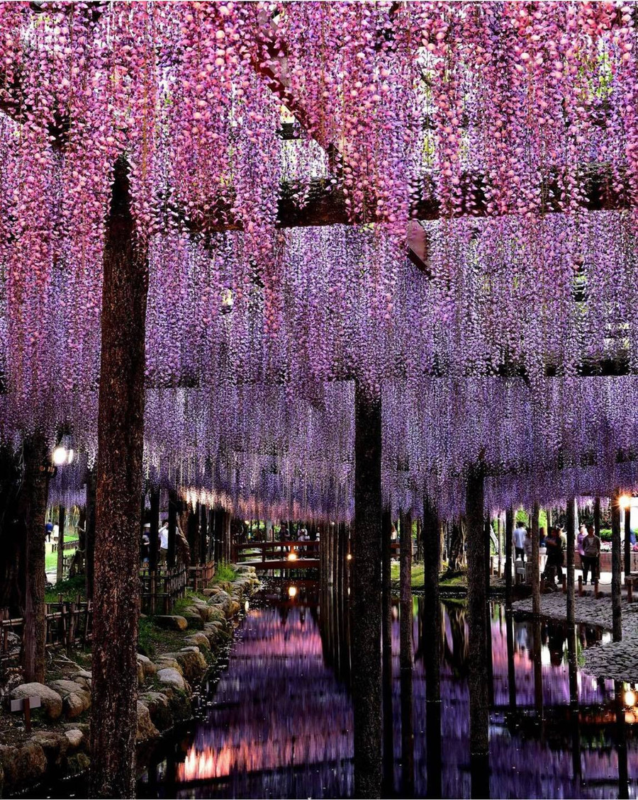 Hoa Tử đằng ở công Viên Tennogawa Koen (TsuShima) tỉnh Aichi, Nhật Bản. Tsushima là một điểm ngắm hoa Tử đằng nổi tiếng đẹp nhất ở Aichi với khu vườn rộng hơn 5000m². Liền kề là khu vui chơi ,bờ sông đi dạo thoái mái. Ở đây có nhiều gốc và dàn hoa đẹp và buổi tối có lên đèn.Ảnh: LJ