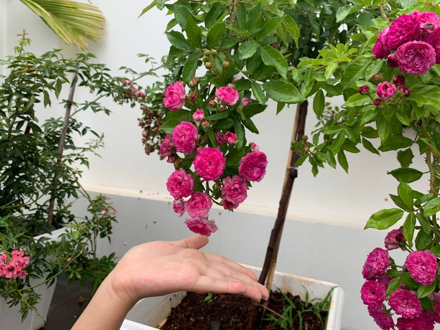  Nhìn hình ảnh vườn hoa hồng của chị Trang chỉ biết nao nao lòng