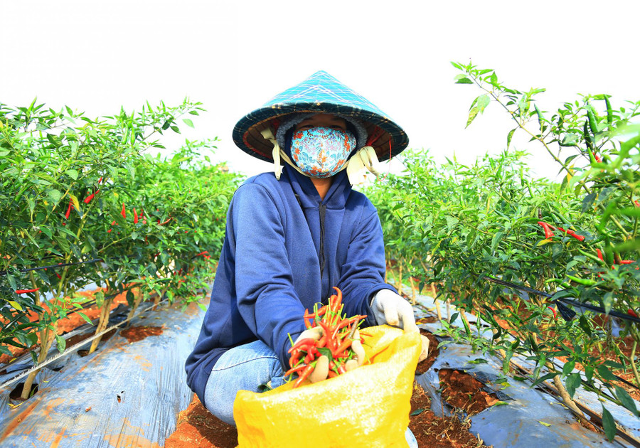 Mỗi ngày hái ớt thuê, chị H’Rức Mlô có thu nhập khoảng 200.000 đồng. Mỗi ngày hái ớt thuê, chị H’Rức Mlô có thu nhập khoảng 200.000 đồng.
