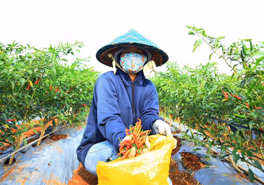 Mỗi ngày hái ớt thuê, chị H’Rức Mlô có thu nhập khoảng 200.000 đồng.