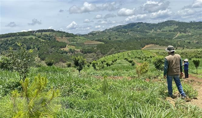 Hiện trường hơn 4.000m2 đất rừng phòng hộ thuộc khoảnh 10 (tiểu khu 365 thuộc địa bàn xã Ninh Loan, Đức Trọng) đã bị lấn chiếm, trồng cây macca lên xanh tốt trong khi cây thông trồng từ năm 2016 có biểu hiện chết khô, nhiều cây đã bị chặt phá. (Ảnh: Nguyễn Dũng/TTXVN)