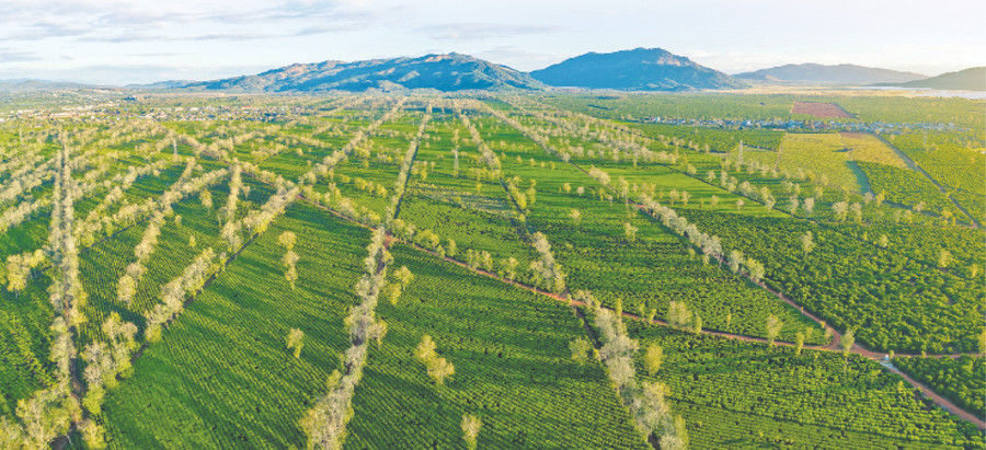  Đồi chè xã Nghĩa Hưng (huyện Chư Păh). Ảnh: Phan Nguyên