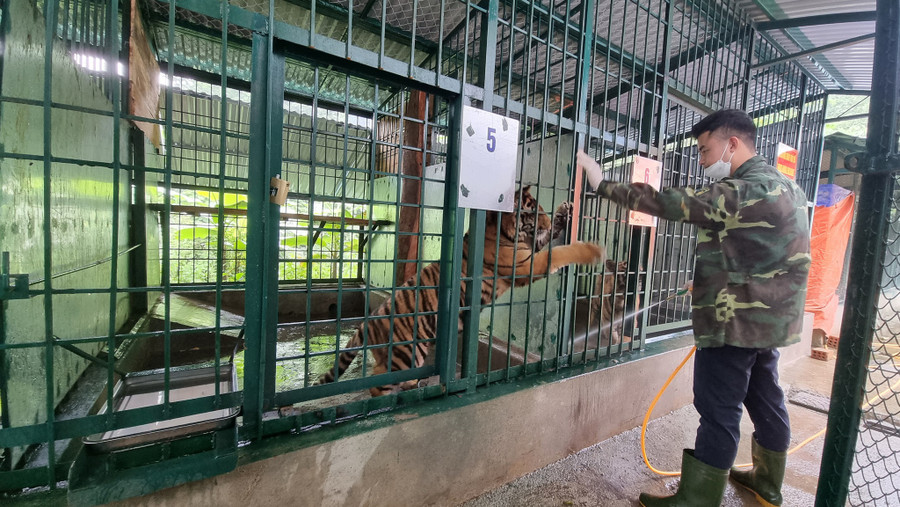 Nghề cứu hộ động vật cần tình yêu lớn với thú rừng. Ảnh: Nguyễn Phúc Nghề cứu hộ động vật cần tình yêu lớn với thú rừng. Ảnh: Nguyễn Phúc