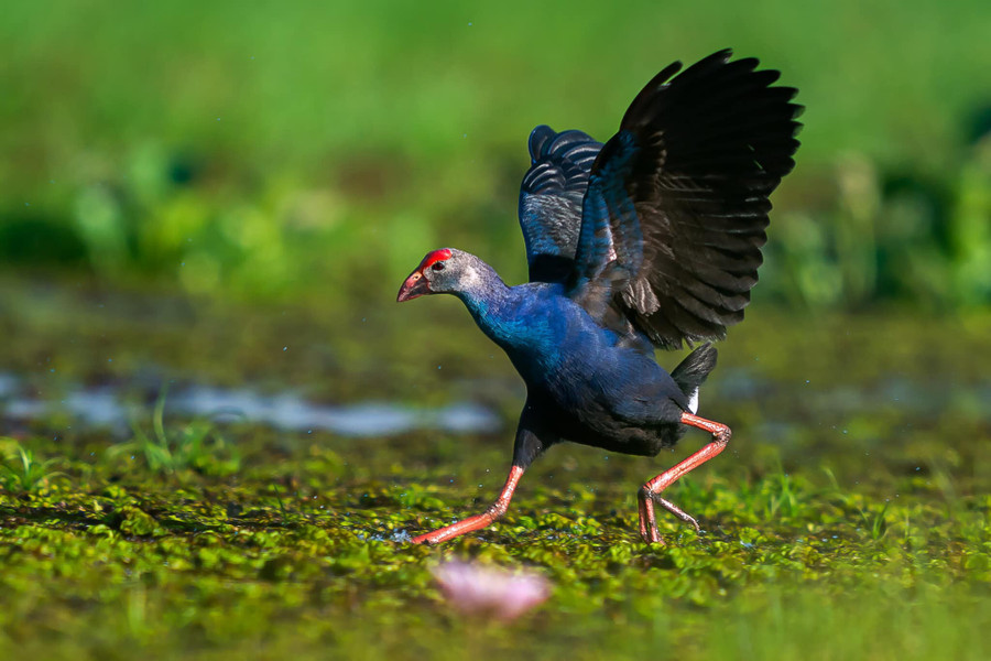 Một loài chim đẹp có mặt tại Việt Nam. Ảnh: Thuần Võ Một loài chim đẹp có mặt tại Việt Nam. Ảnh: Thuần Võ