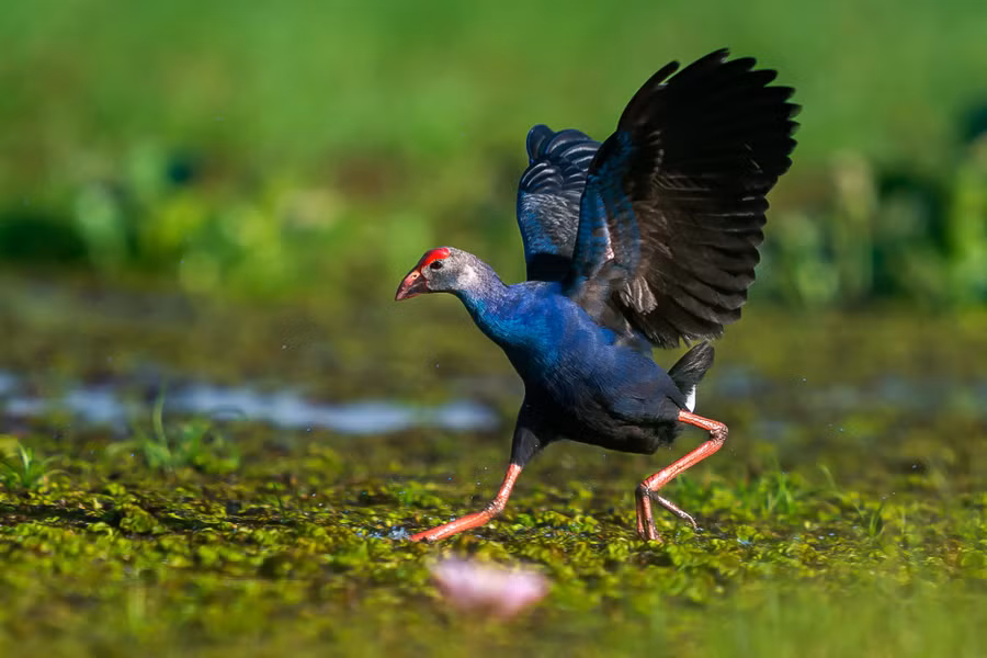 Một loài chim đẹp có mặt tại Việt Nam. Ảnh: Thuần Võ