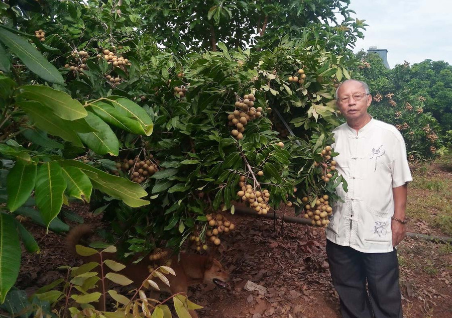D:\Downloads\Những cây nhãn của ông Nguyễn Xuân Tảo vừa được công nhận cây đầu dòng.jpg