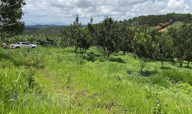 Phần diện tích rừng phòng hộ 2.700m2 bị lấn chiếm nằm sát bên ranh đất giao khoán bảo vệ rừng theo Nghị định 168 của Chính phủ được giao cho hộ ông Lâm Ngọc Khao (ngụ xã Ninh Loan, Đức Trọng) quản lý. (Ảnh: Nguyễn Dũng/TTXVN)