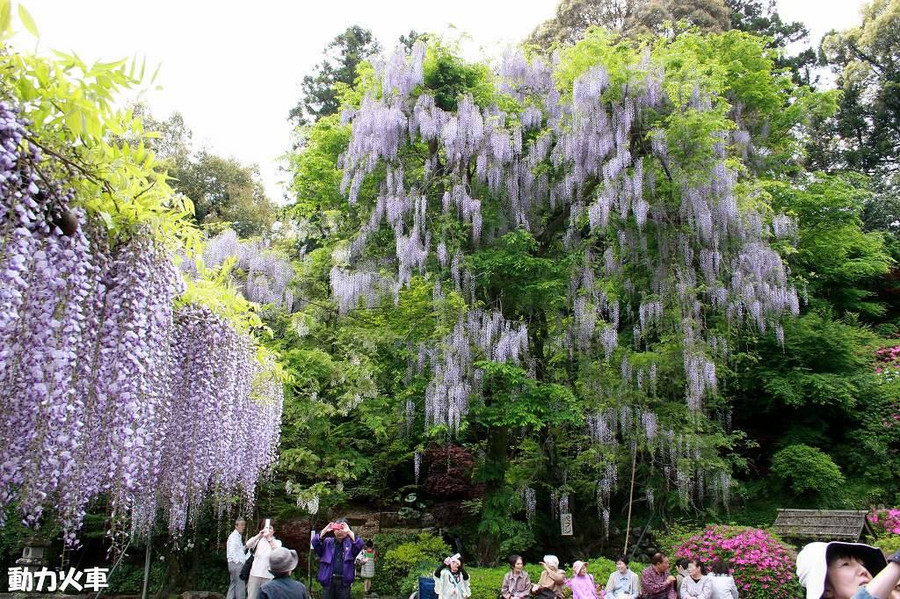 Du khách thích thú khi ngắm hoa Tử đằng nở nộ ở đền Fujiyama, Nhật Bản. Ảnh: LJ