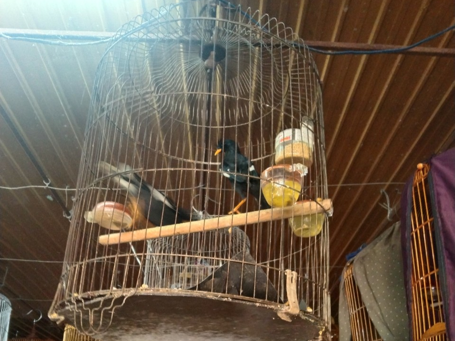 Ảnh chụp tại một cửa hàng bán chim săn bắt được ở Đắk Nông. Ảnh: Quang Viên Ảnh chụp tại một cửa hàng bán chim săn bắt được ở Đắk Nông. Ảnh: Quang Viên