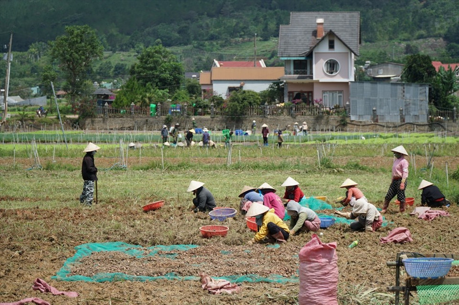 Nông dân ở Lâm Đồng chiếm tới 60% lao động của tỉnh nên thông tin về phân bón giả, kém chất lượng luôn được quan tâm. Nông dân ở Lâm Đồng chiếm tới 60% lao động của tỉnh nên thông tin về phân bón giả, kém chất lượng luôn được quan tâm.