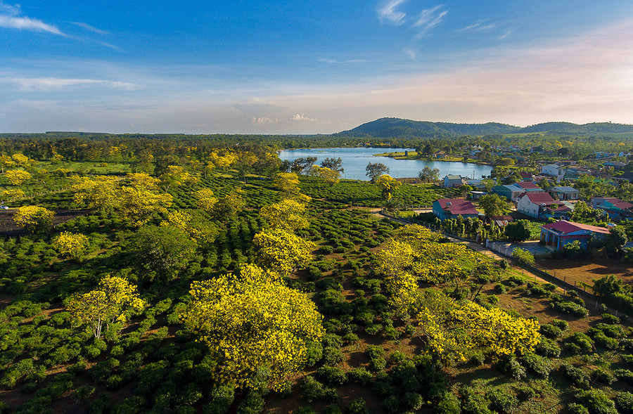 Đồi chè ở xã Bàu Cạn (huyện Chư Prông). Ảnh: Phan Nguyên Đồi chè ở xã Bàu Cạn (huyện Chư Prông). Ảnh: Phan Nguyên
