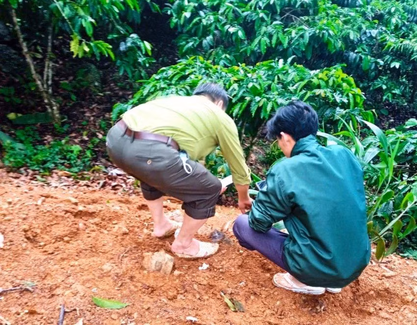 Hạt Kiểm lâm huyện Bảo Lâm đến hiện trường xác minh thông tin