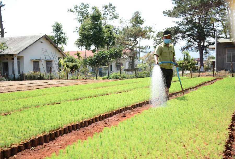 chăm sóc vườn cây giống thông 3 lá (ảnh minh họa) (1).jpg