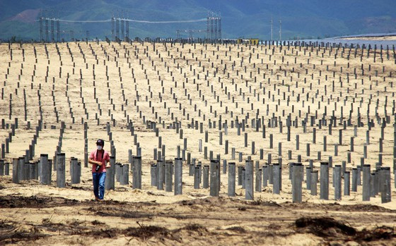 Dự án nhà máy điện mặt trời Phù Mỹ từng vi phạm san ủi 5,26ha rừng phòng hộ ven biển Mỹ An. Ảnh chụp từ tháng 10-2021