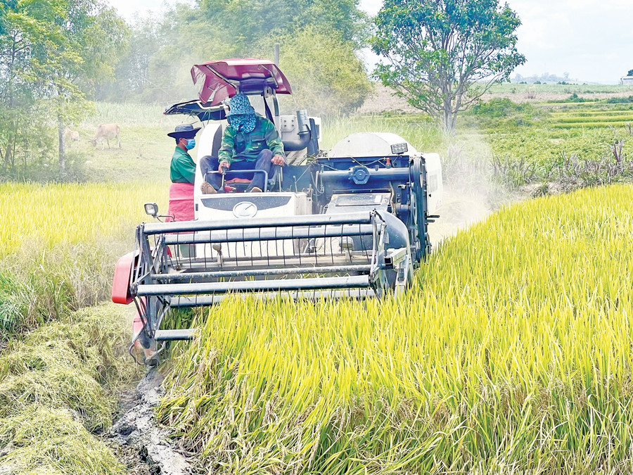  Nông dân xã Đak Hlơ thu hoạch lúa. Ảnh: Minh Nguyễn