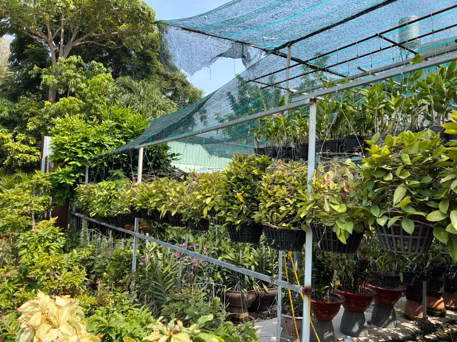 Vườn ươm cẩm cù dưới quê anh Đức. Ảnh: NVCC