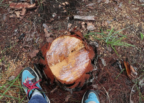  Một gốc thông bị cưa sát gốc tại hiện trường. Ảnh: ĐOÀN KIÊN