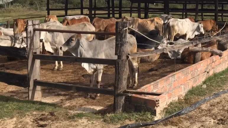 Đàn bò của ông Tống được chia nhỏ để dễ chăm sóc, quản lý. Ảnh: Trần Hiếu