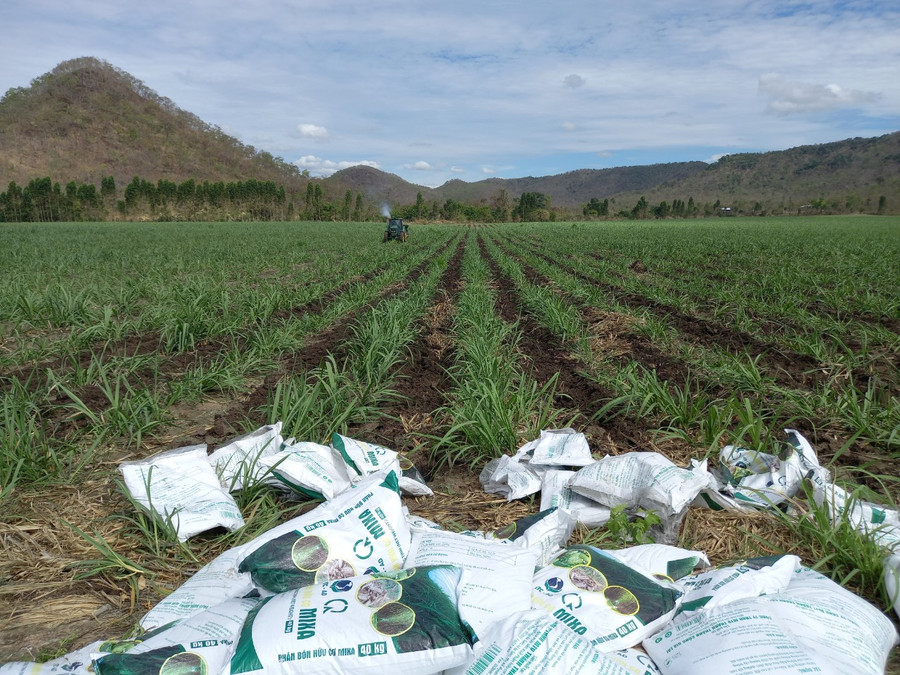 Bón phân vi sinh cải tạo đất cho cây mía bằng cơ giới hóa( ảnh TTC Gia Lai)