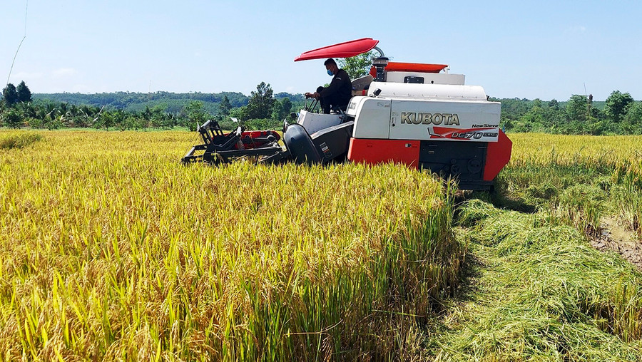 Người dân xã biên giới Ia Púch (huyện Chư Prông) thu hoạch lúa vụ Đông Xuân 2021-2022. Ảnh: Gia Hưng Người dân xã biên giới Ia Púch, huyện Chư Prông thu hoạch lúa nước Đông Xuân 2021-2022. Ảnh: Gia Hưng