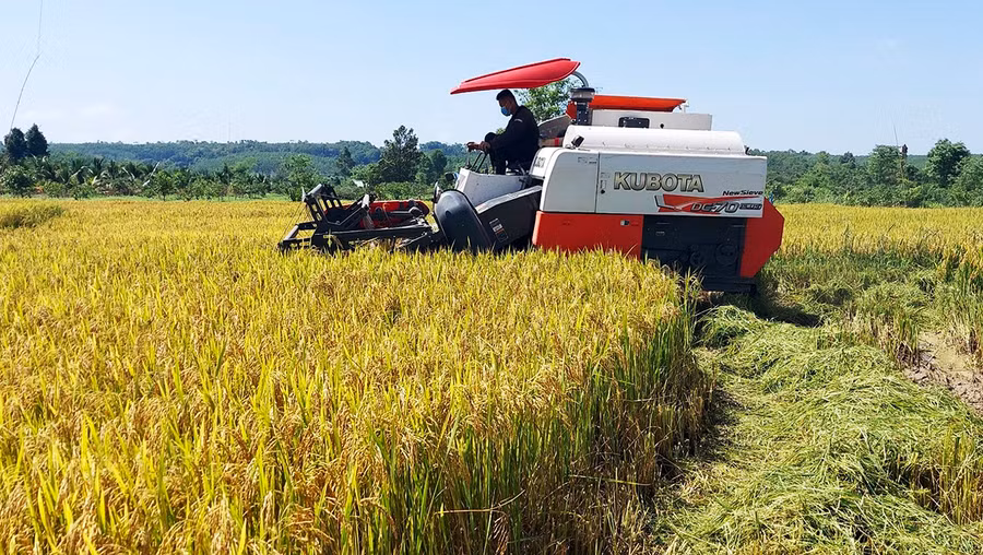 Người dân xã biên giới Ia Púch, huyện Chư Prông thu hoạch lúa nước Đông Xuân 2021-2022. Ảnh: Gia Hưng