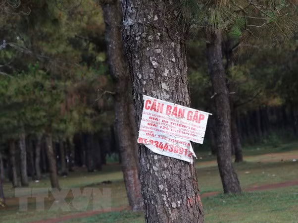 Các biển quảng cáo bán đất nhan nhản tại đồi thông xã Ia Dêr, huyện Ia Grai (Gia Lai) - đây là khu đất nền đang 