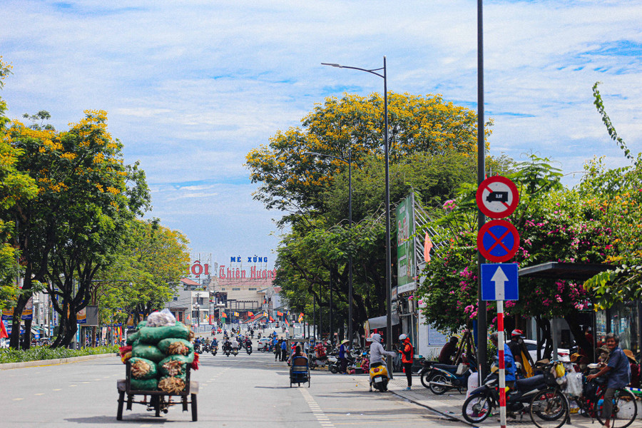 Đứng từ phía cầu Trường Tiền, phóng tầm mắt ra xa về phía cầu Gia Hội cũng dễ dàng ngắm những cây điệp vàng bung nở rực rỡ. Ảnh: Lê Hoài Nhân  Đứng từ phía cầu Trường Tiền, phóng tầm mắt ra xa về phía cầu Gia Hội cũng dễ dàng ngắm những cây điệp vàng bung nở rực rỡ