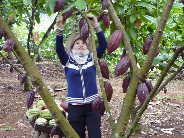 Đắk Lắk là tỉnh có diện tích ca cao lớn nhất khu vực miền Trung, Tây Nguyên. Ảnh: Báo Đắk Lắk.