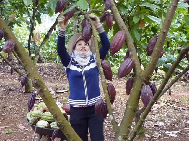 Đắk Lắk là tỉnh có diện tích ca cao lớn nhất khu vực miền Trung, Tây Nguyên. Ảnh: Báo Đắk Lắk.