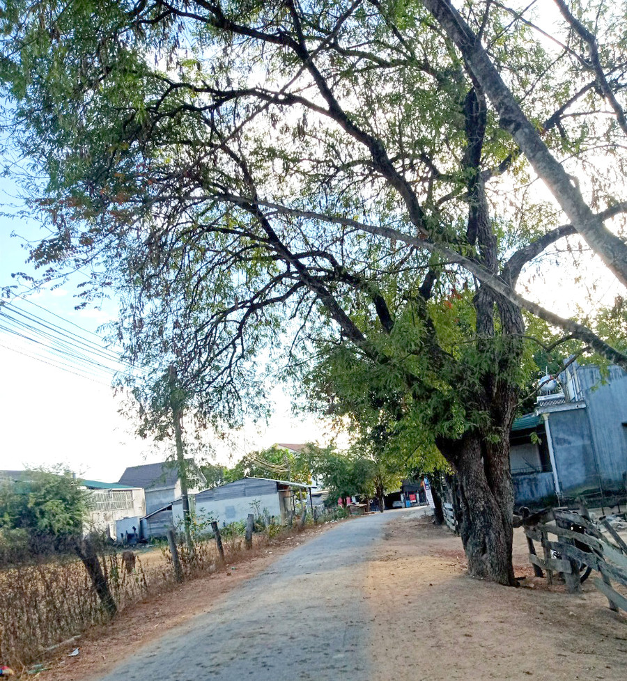 Ở buôn Yang Làng, (xã Krông Na, huyện Buôn Đôn, tỉnh Đắk Lắk) nhà nào cũng trồng một cây me trước nhà. Ở buôn Yang Làng, (xã Krông Na, huyện Buôn Đôn, tỉnh Đắk Lắk) nhà nào cũng trồng một cây me trước nhà.