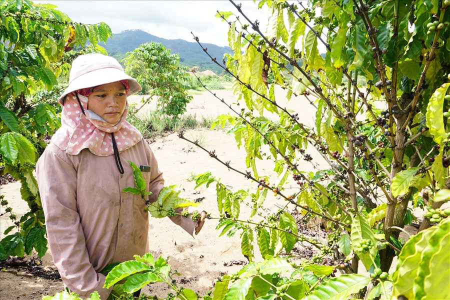 Chị Y Nao bên vườn cà phê khô héo do đất bị cát vùi lấp. Ảnh: T.T