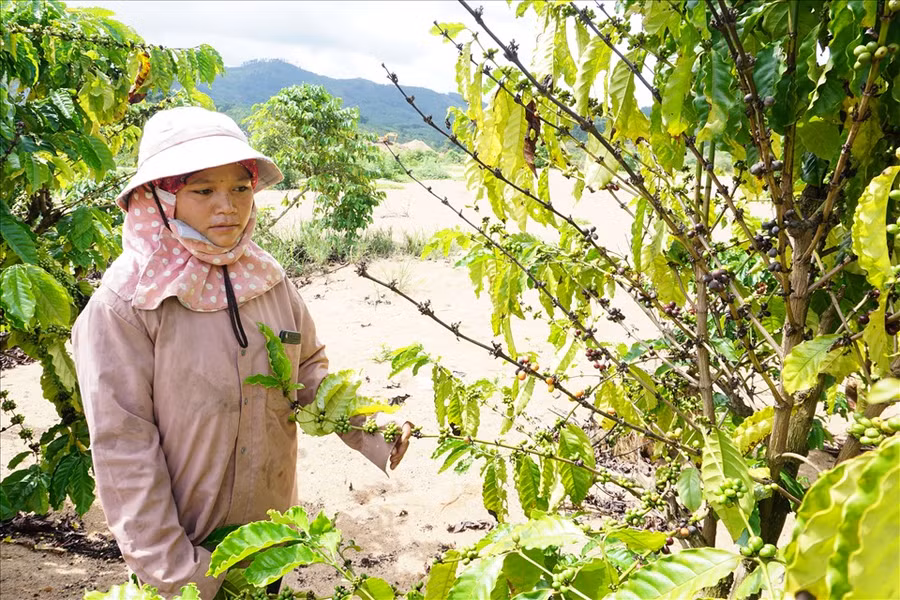 Chị Y Nao bên vườn cà phê khô héo do đất bị cát vùi lấp. Ảnh: T.T