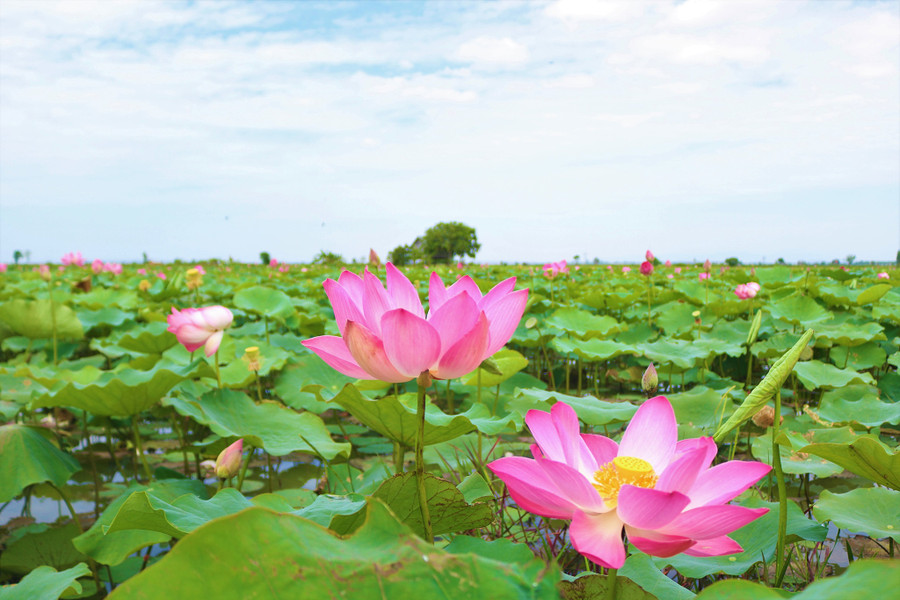 Những bông hoa sen nở đầu mùa đẹp đến nao lòng. Ảnh: Gia Hân Những bông hoa sen nở đầu mùa đẹp đến nao lòng. Ảnh: Gia Hân