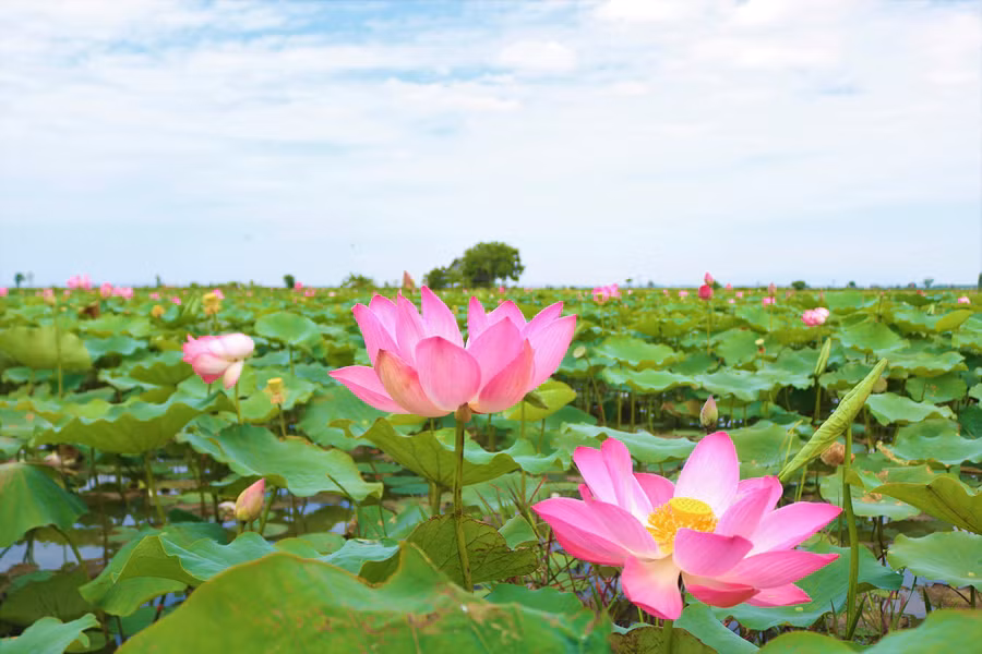 Những bông hoa sen nở đầu mùa đẹp đến nao lòng. Ảnh: Gia Hân