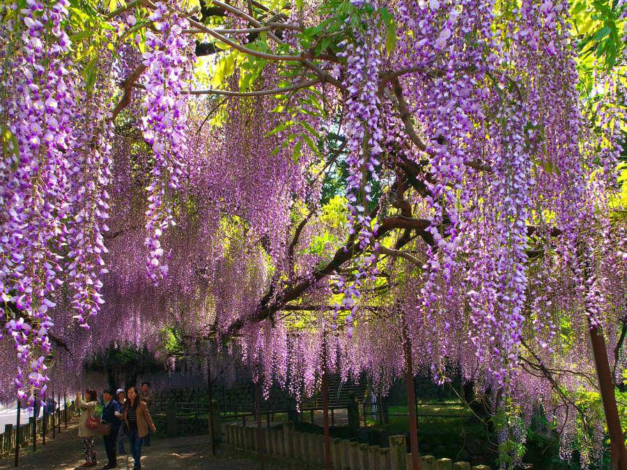 Hoa Tử đằng đang nở nộ ở đền Fujiyama, Nhật Bản. Ảnh: LJ