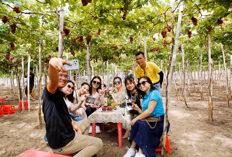 Trải nghiệm du lịch vườn nho